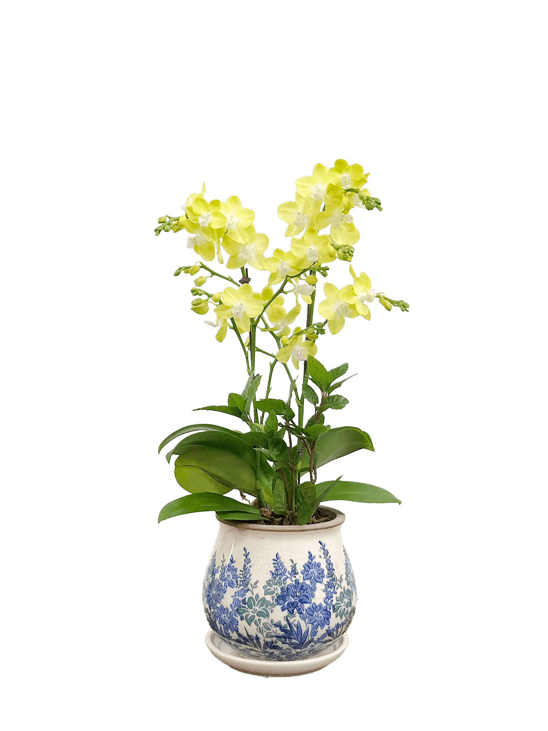 호접 노랑색(2대)-세라믹 꽃무늬 블루