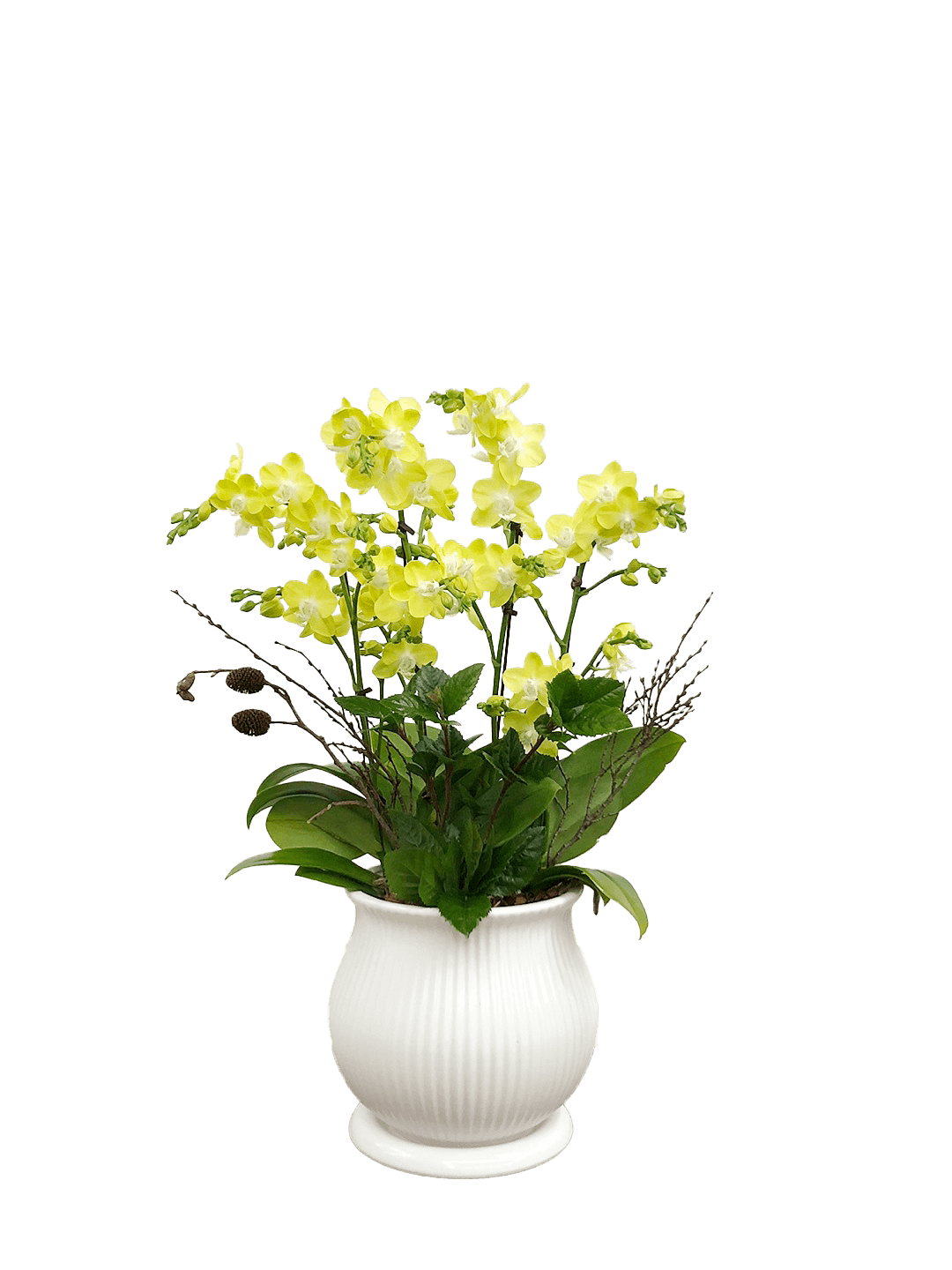 호접 노랑색(4대)-줄무늬 화이트