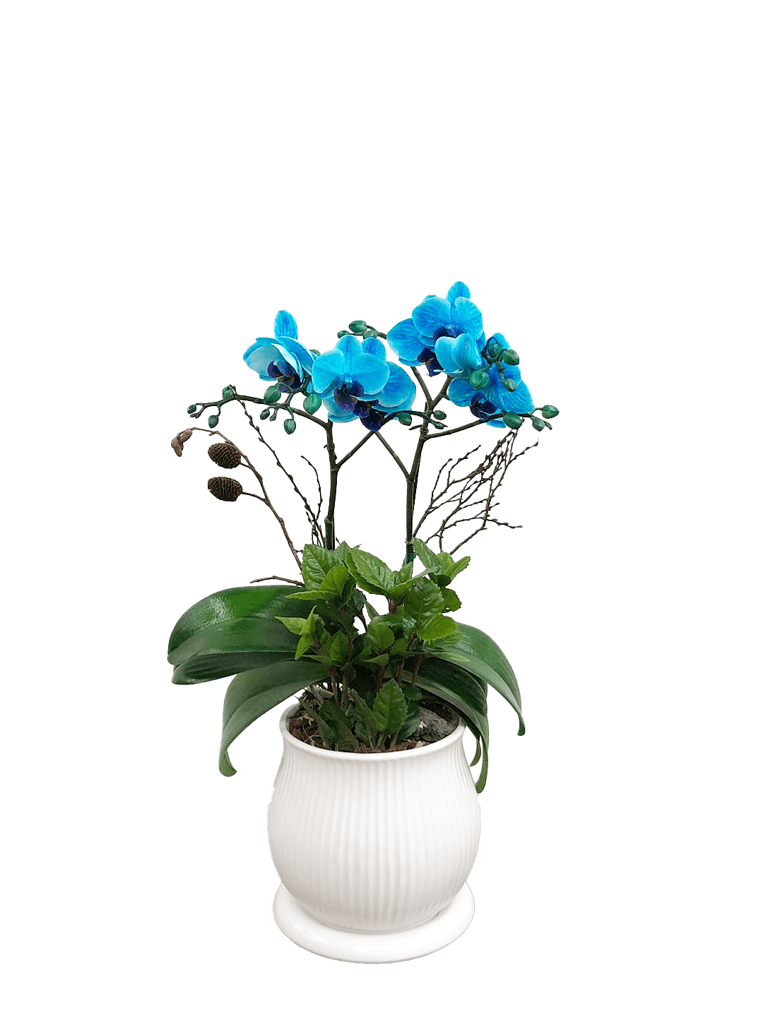 호접 블루(2대)-줄무늬 화이트