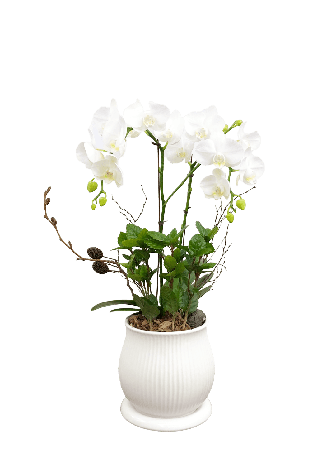 호접 화이트(2대)-줄무늬 화이트