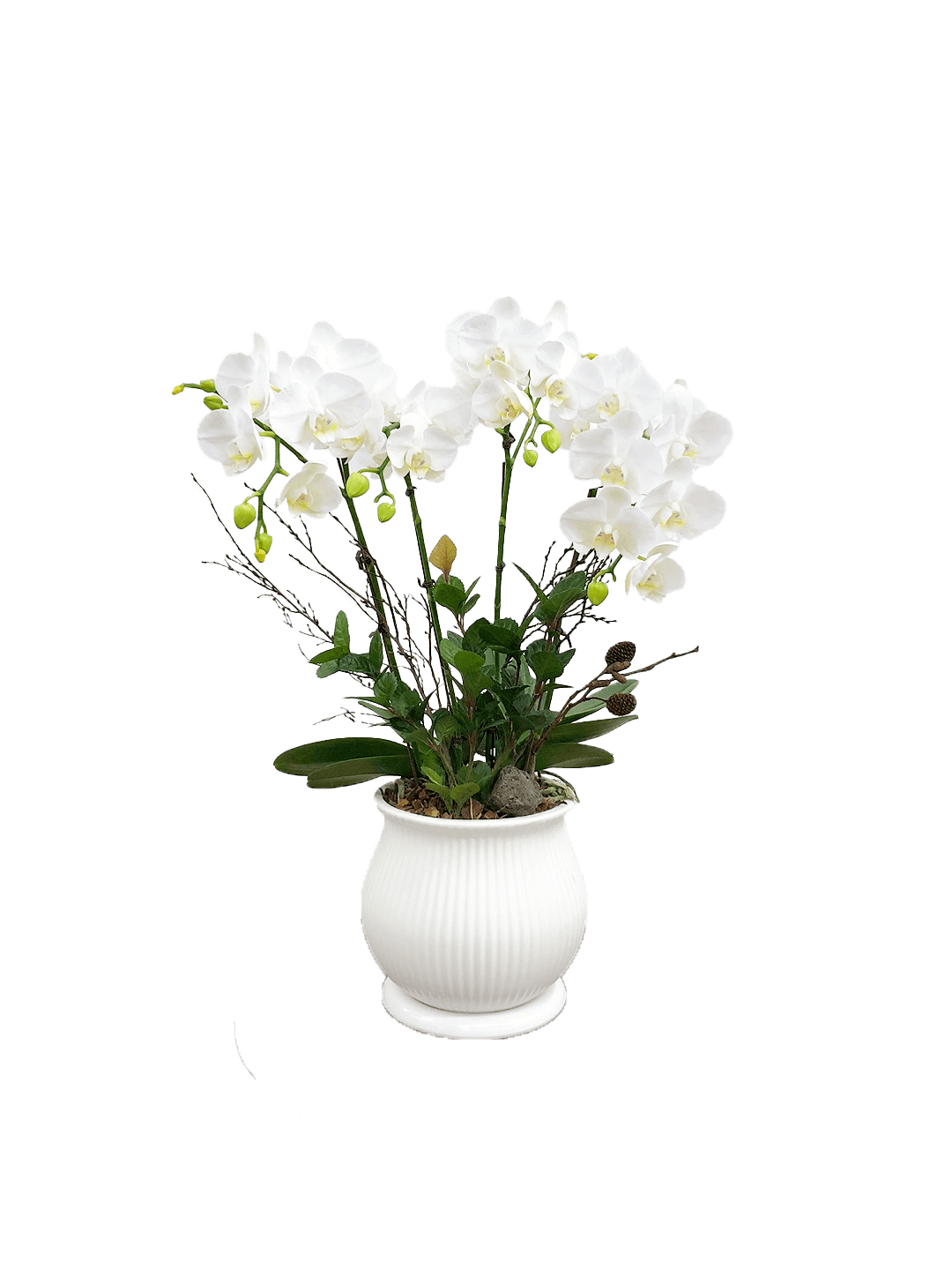 호접 화이트(4대)-줄무늬 화이트