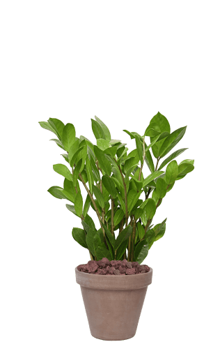 (추천)금전수-토분 모카