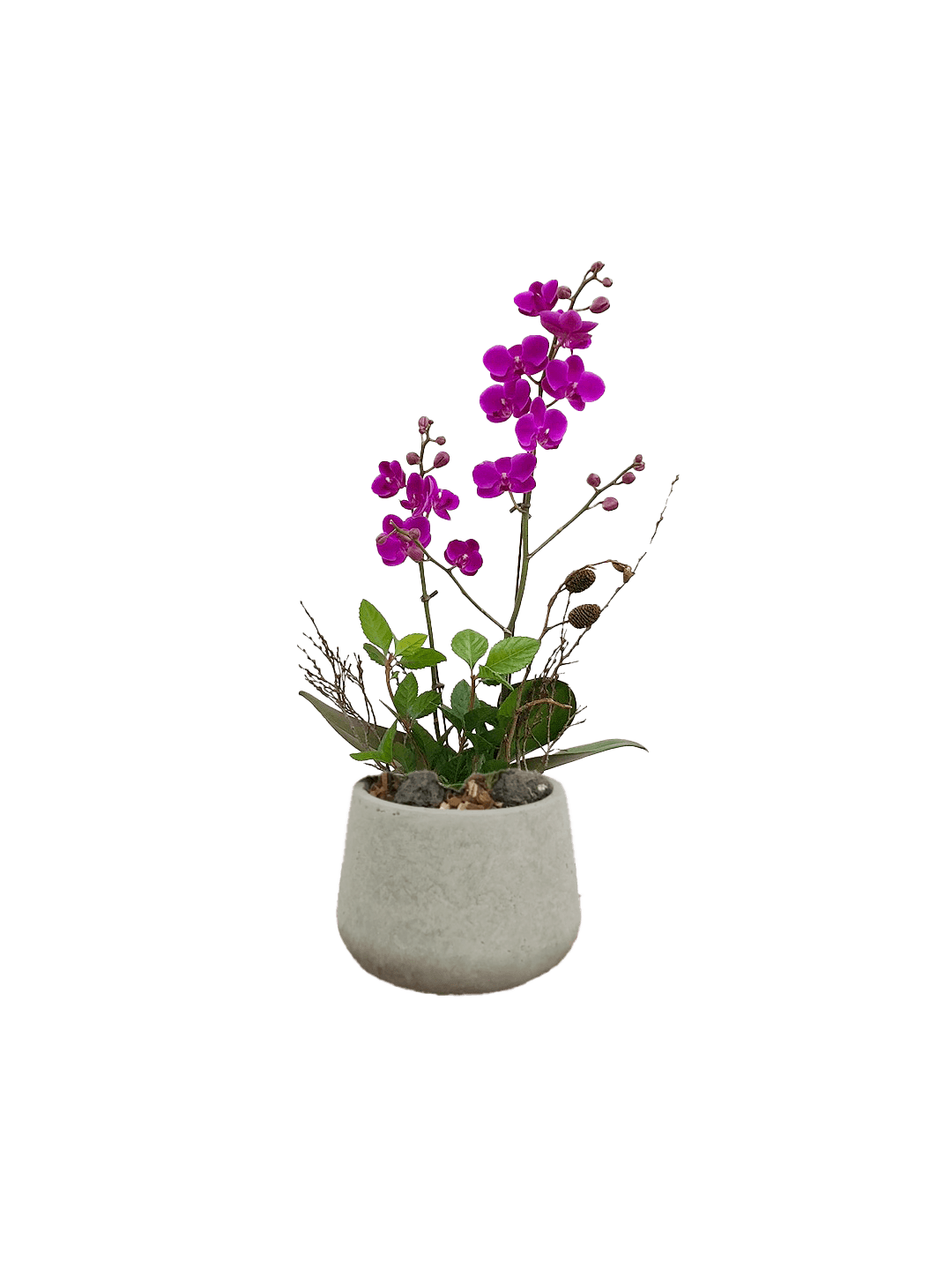 호접 자주색(2대)-다크빈티지