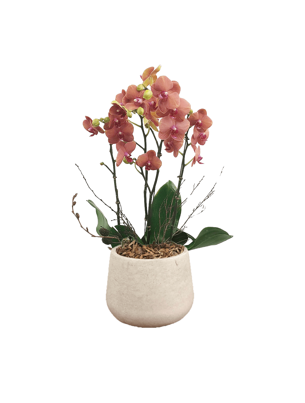 호접 오렌지(4대)-라이트빈티지