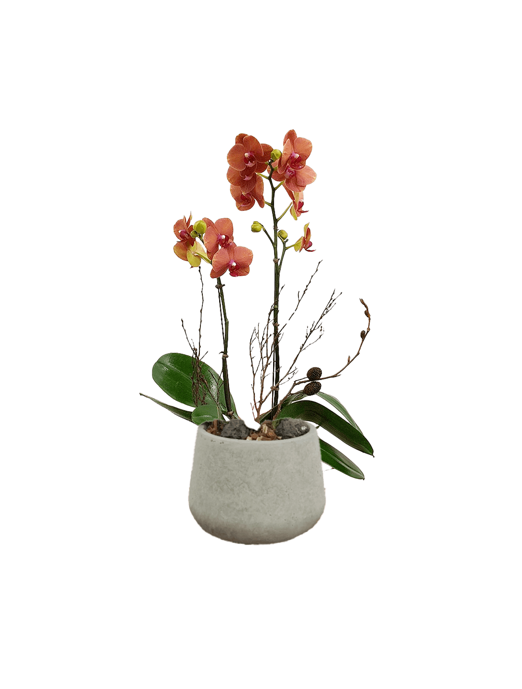 호접 오렌지(2대)-다크빈티지