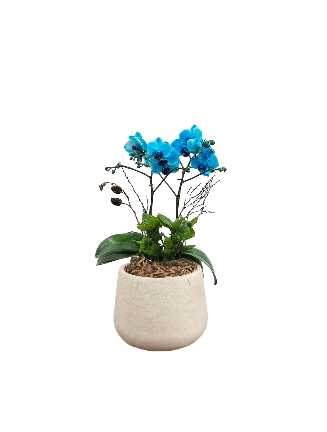 호접 블루(2대)-라이트빈티지