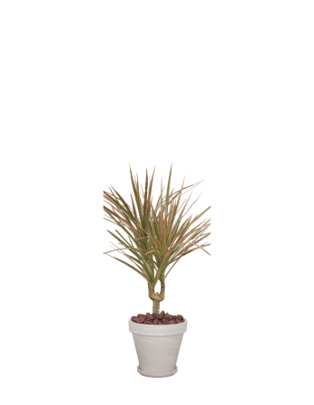 마지나타-토분 크림