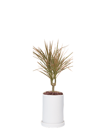 마지나타-원통 화이트