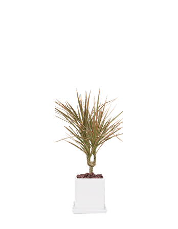 마지나타-직사각 화이트