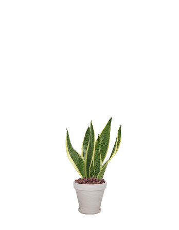 산세베리아-토분 크림