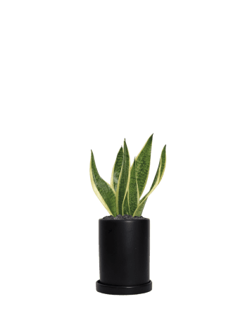 산세베리아-원통 블랙
