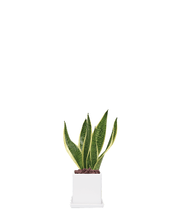 산세베리아-직사각 화이트