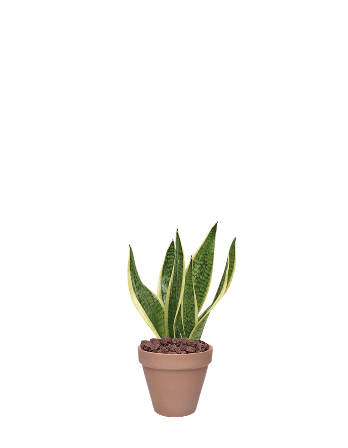 산세베리아-토분 베이지