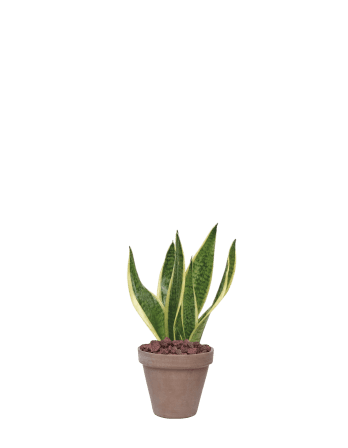 산세베리아-토분 모카