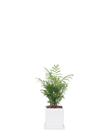 테이블야자-직사각 화이트