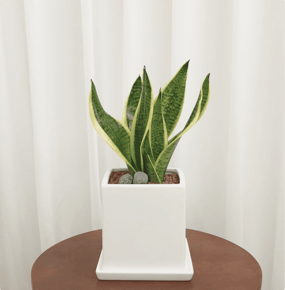 산세베리아 주문제작 중형 화분 집들이 선물 신혼집 거실 카페 개업 개원 축하 배달