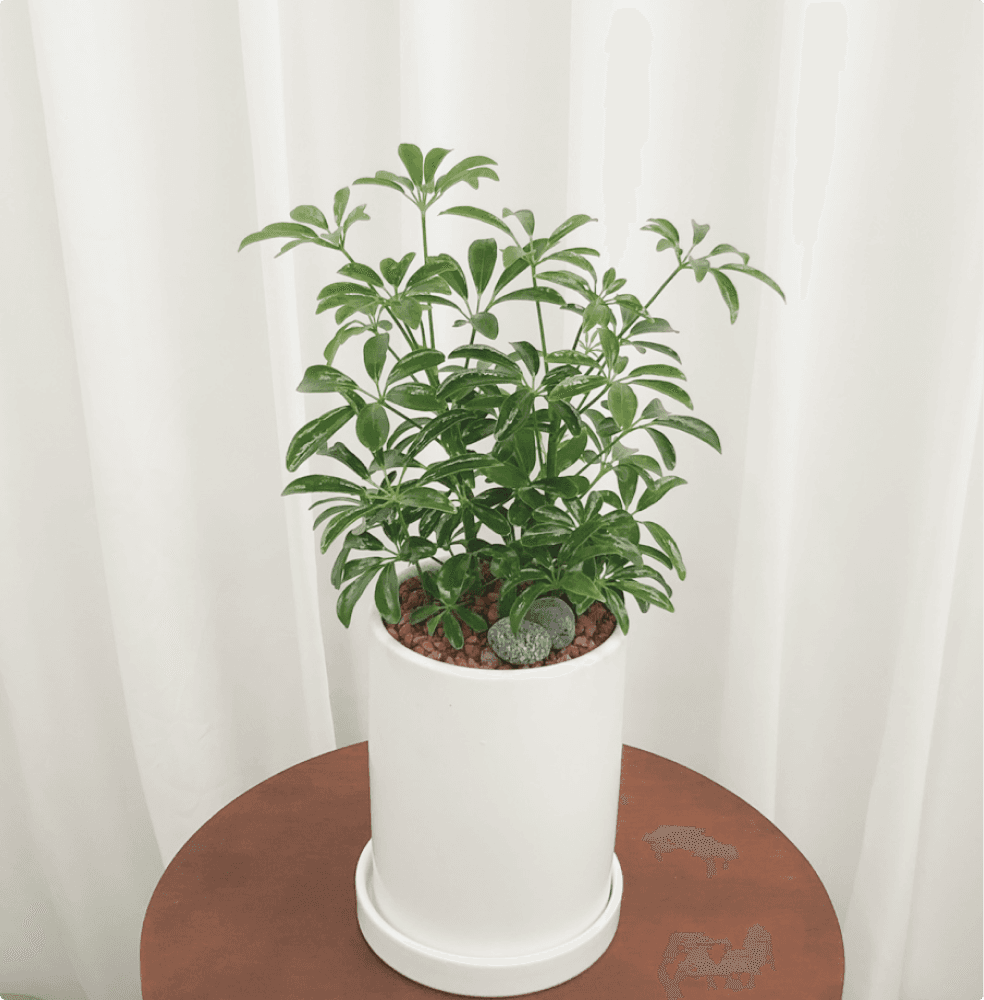 홍콩야자 주문제작 중형 화분 집들이 선물 신혼집 거실 카페 개업 개원 축하 배달